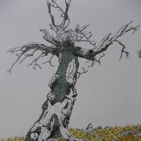 arbre-corse.jpg